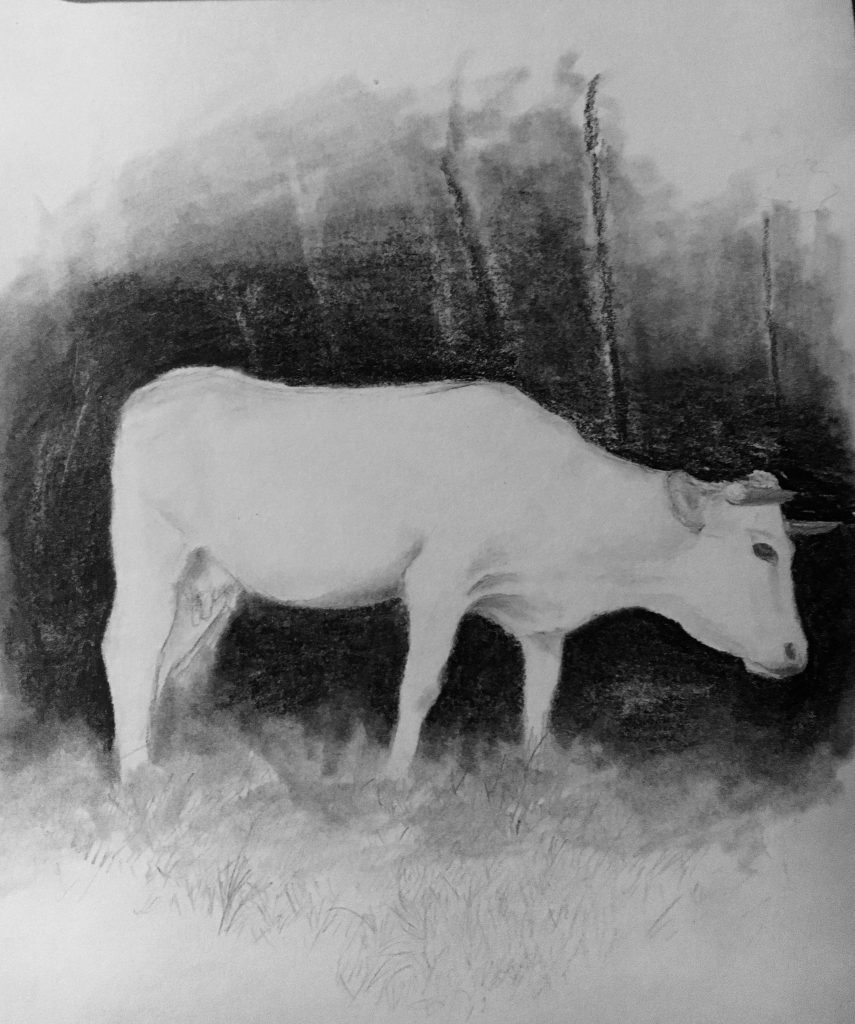 Dessin d’une vache blanche devant un fond sombre et boisé.